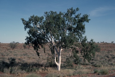 APII jpeg image of Corymbia aspera  © contact APII