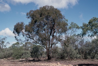 APII jpeg image of Eucalyptus bakeri  © contact APII