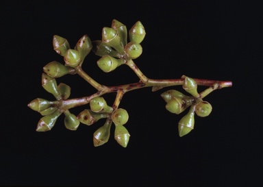 APII jpeg image of Eucalyptus punctata  © contact APII