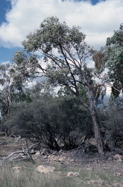 APII jpeg image of Eucalyptus caleyi  © contact APII