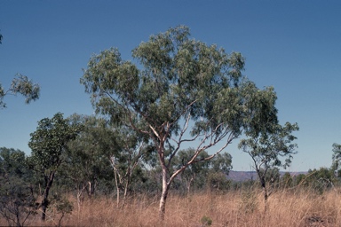 APII jpeg image of Corymbia dichromophloia  © contact APII