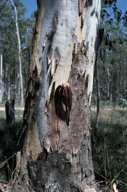 APII jpeg image of Eucalyptus chloroclada  © contact APII