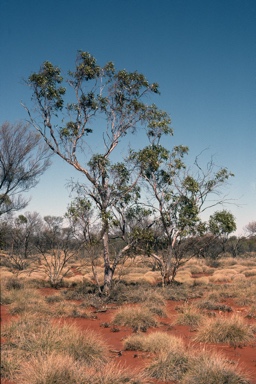 APII jpeg image of Eucalyptus concinna  © contact APII