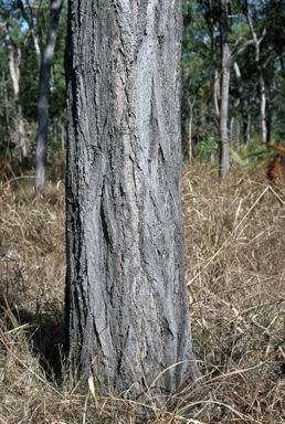 APII jpeg image of Eucalyptus cullenii  © contact APII