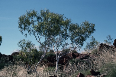 APII jpeg image of Eucalyptus cupularis  © contact APII