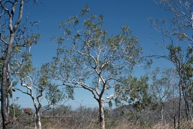 APII jpeg image of Corymbia dichromophloia  © contact APII