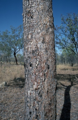 APII jpeg image of Corymbia dichromophloia  © contact APII