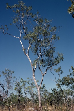 APII jpeg image of Eucalyptus distans  © contact APII