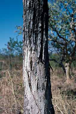 APII jpeg image of Eucalyptus distans  © contact APII