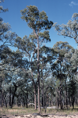 APII jpeg image of Corymbia dolichocarpa  © contact APII