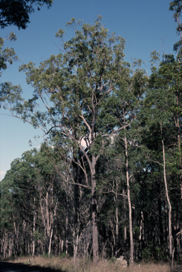 APII jpeg image of Eucalyptus dura  © contact APII