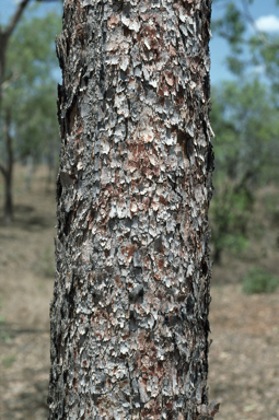 APII jpeg image of Corymbia erythrophloia  © contact APII