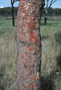 APII jpeg image of Corymbia erythrophloia  © contact APII