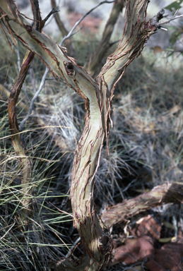 APII jpeg image of Eucalyptus ewartiana  © contact APII