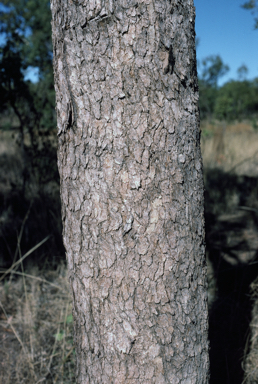 APII jpeg image of Corymbia ferruginea  © contact APII