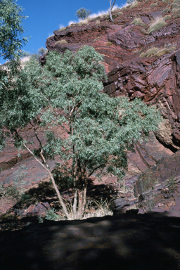 APII jpeg image of Corymbia ferriticola  © contact APII