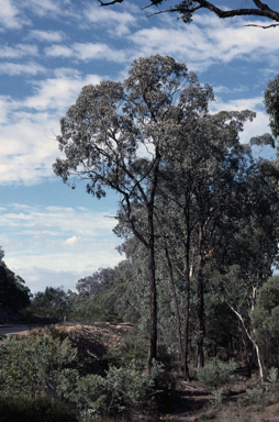 APII jpeg image of Eucalyptus fibrosa subsp. nubila  © contact APII