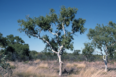 APII jpeg image of Corymbia flavescens  © contact APII