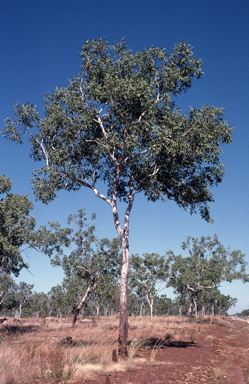 APII jpeg image of Corymbia foelscheana  © contact APII