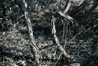 APII jpeg image of Eucalyptus fruticosa  © contact APII