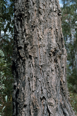 APII jpeg image of Eucalyptus fusiformis  © contact APII