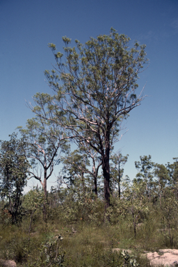 APII jpeg image of Eucalyptus gigantangion  © contact APII