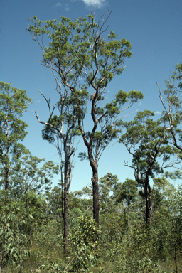 APII jpeg image of Eucalyptus gigantangion  © contact APII