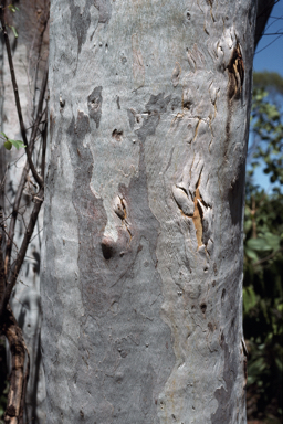 APII jpeg image of Eucalyptus glomericassis  © contact APII