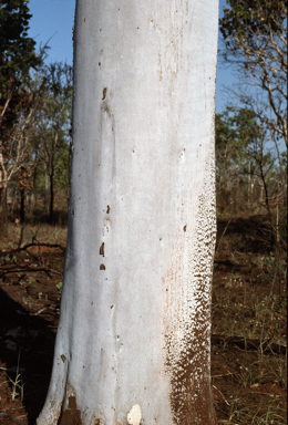 APII jpeg image of Corymbia grandifolia  © contact APII