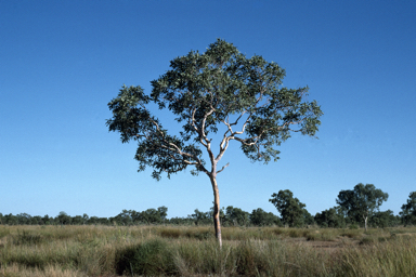 APII jpeg image of Corymbia greeniana  © contact APII