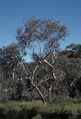 APII jpeg image of Eucalyptus interstans  © contact APII