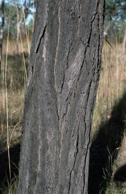 APII jpeg image of Eucalyptus jensenii  © contact APII