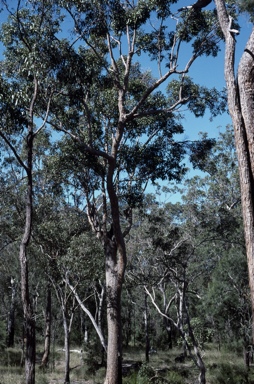 APII jpeg image of Corymbia leptoloma  © contact APII