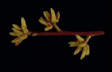 APII jpeg image of Eucalyptus amplifolia subsp. sessiliflora  © contact APII