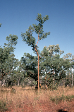 APII jpeg image of Eucalyptus lirata  © contact APII