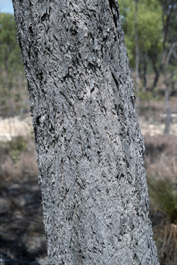 APII jpeg image of Eucalyptus lockyeri subsp. exuta  © contact APII