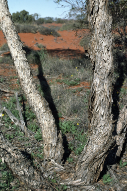 APII jpeg image of Eucalyptus mannensis subsp. mannensis  © contact APII