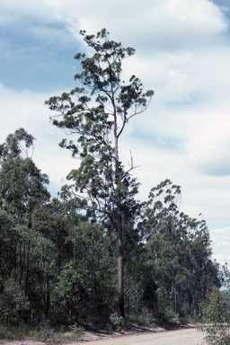 APII jpeg image of Eucalyptus microcorys  © contact APII