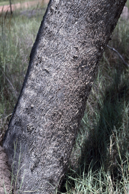 APII jpeg image of Eucalyptus microtheca  © contact APII