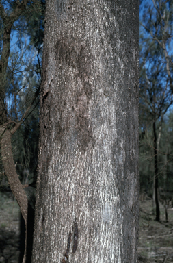 APII jpeg image of Eucalyptus moluccana  © contact APII