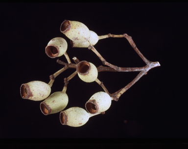 APII jpeg image of Corymbia nesophila  © contact APII