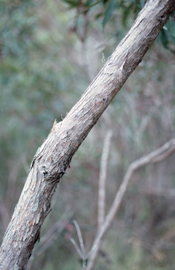 APII jpeg image of Eucalyptus notabilis  © contact APII