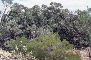 APII jpeg image of Eucalyptus orbifolia  © contact APII