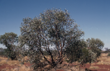 APII jpeg image of Eucalyptus oxymitra  © contact APII