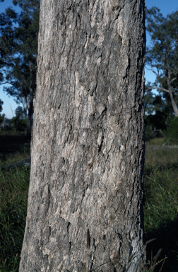 APII jpeg image of Eucalyptus populnea  © contact APII