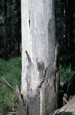 APII jpeg image of Eucalyptus propinqua  © contact APII