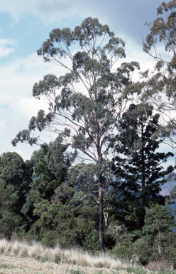 APII jpeg image of Eucalyptus quadrangulata  © contact APII