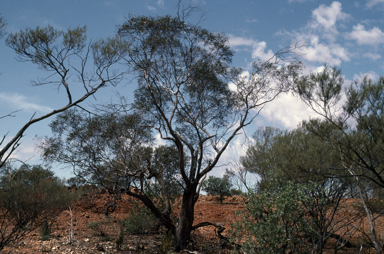 APII jpeg image of Eucalyptus semota  © contact APII