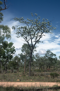 APII jpeg image of Eucalyptus shirleyi  © contact APII