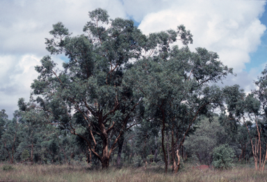 APII jpeg image of Eucalyptus similis  © contact APII